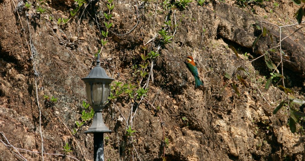 Perching at the station