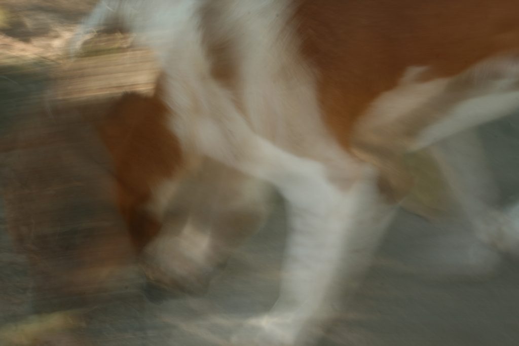 Impressions of a Good Boy